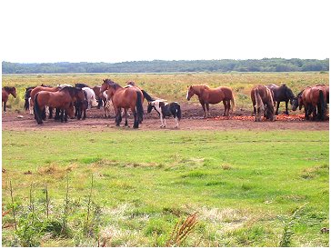 	草原に放たれた道産子	